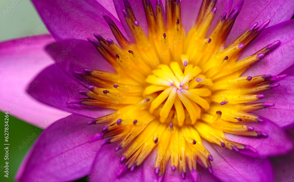 Obraz premium Close up purple lobe and yellow pollen, contrast color of lotus flower blooming, Water lilies, aquatic plant