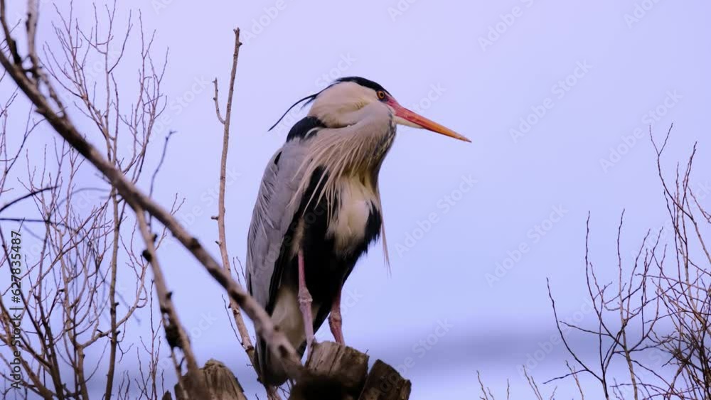 Ardeapurpurea, Purple heron, massive longlegged wading bird with long