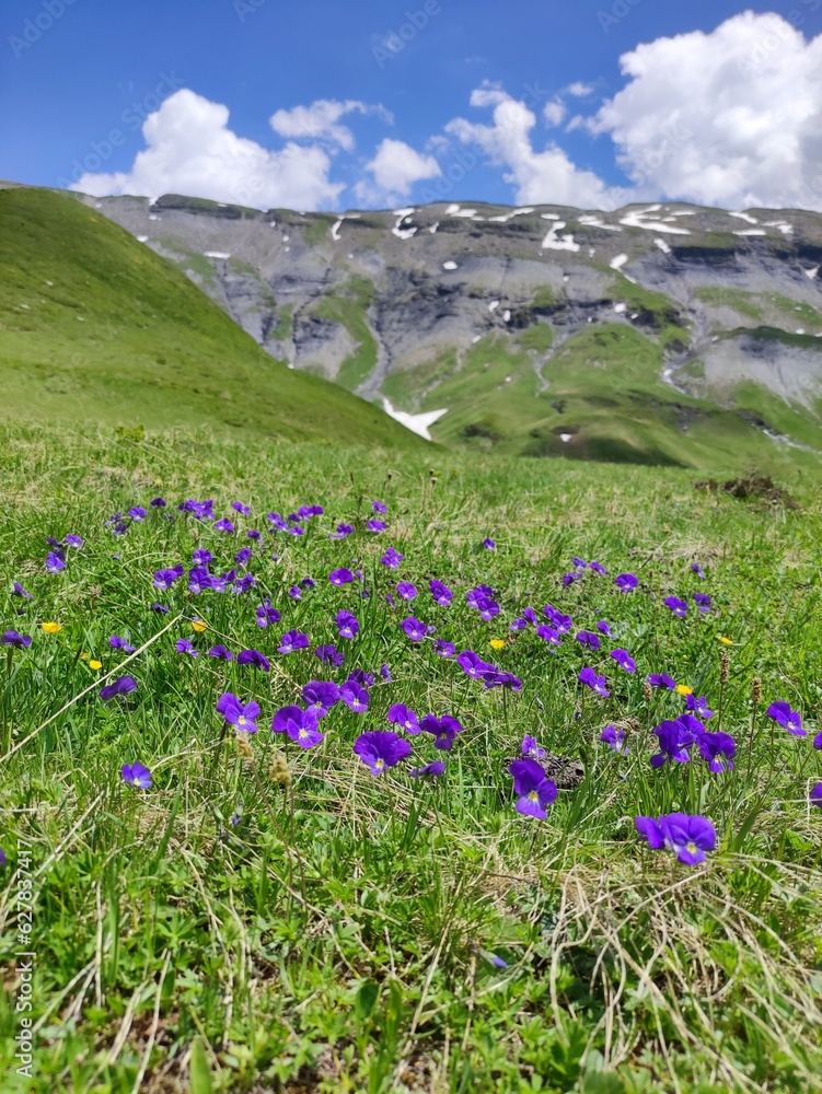 fleurs de montagne