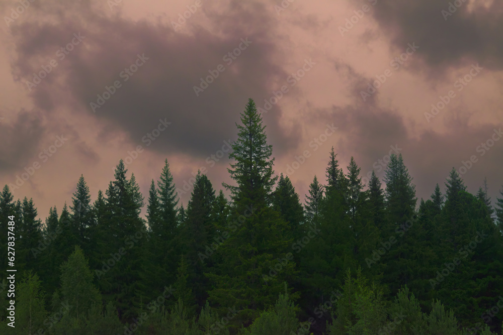 Picturesque view of colorful sunset sky over coniferous forest in cloudy evening.