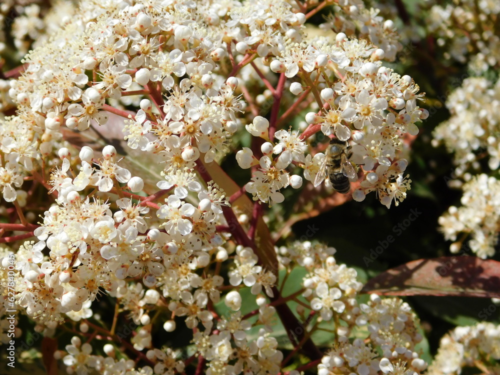 A blooming photinia fraseri red robin shrub with red and green leaves and white flowers, and a honey bee