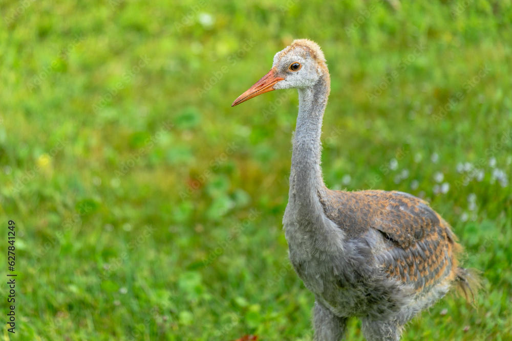 Fototapeta premium Sandhill Crane Young One