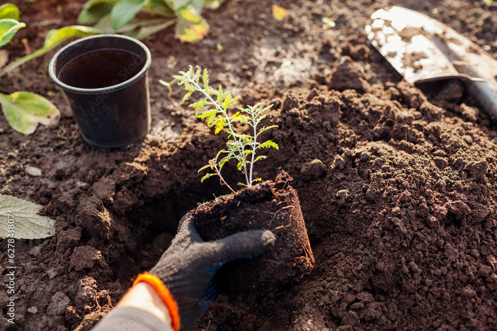 Planting perovskia into soil. Gardener puts small seedling in hole dug out with shovel in fall garden Planting perovskia into soil. Gardener puts small seedling in hole dug out with shovel in fall garden