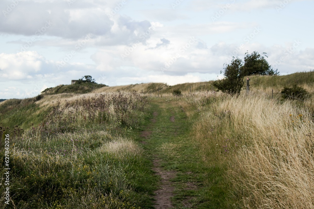 A dirt path in a grassy area