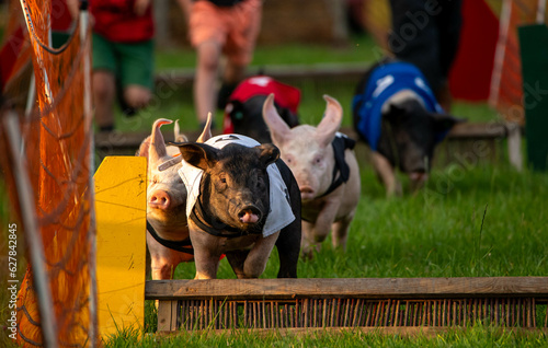little pigs running in a race