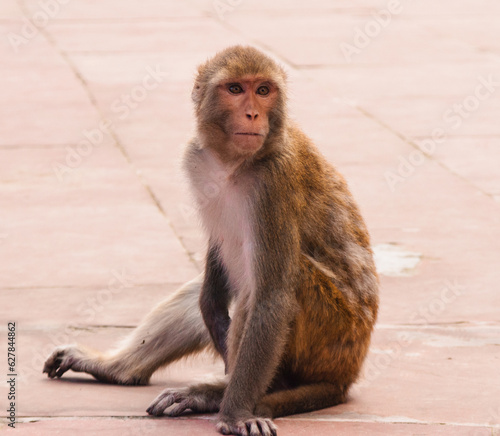 Foto wild macque ape monkey portrait inside indian hinduist temple