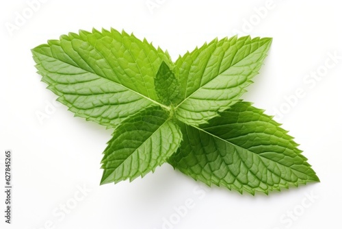 Mint green leaf isolated