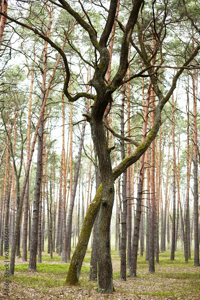 Obraz premium Two giants. Oaks