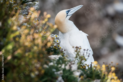 Northern gannet on the cliff. photo