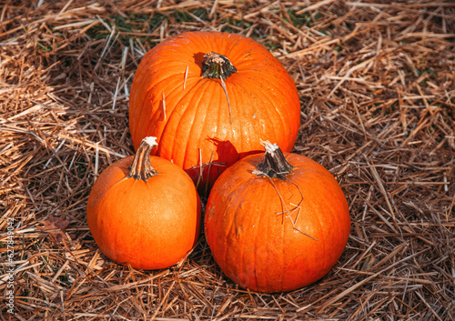 Ripe ginger pumpkins. Autumn concept with pumpkin. © Olya Komarova
