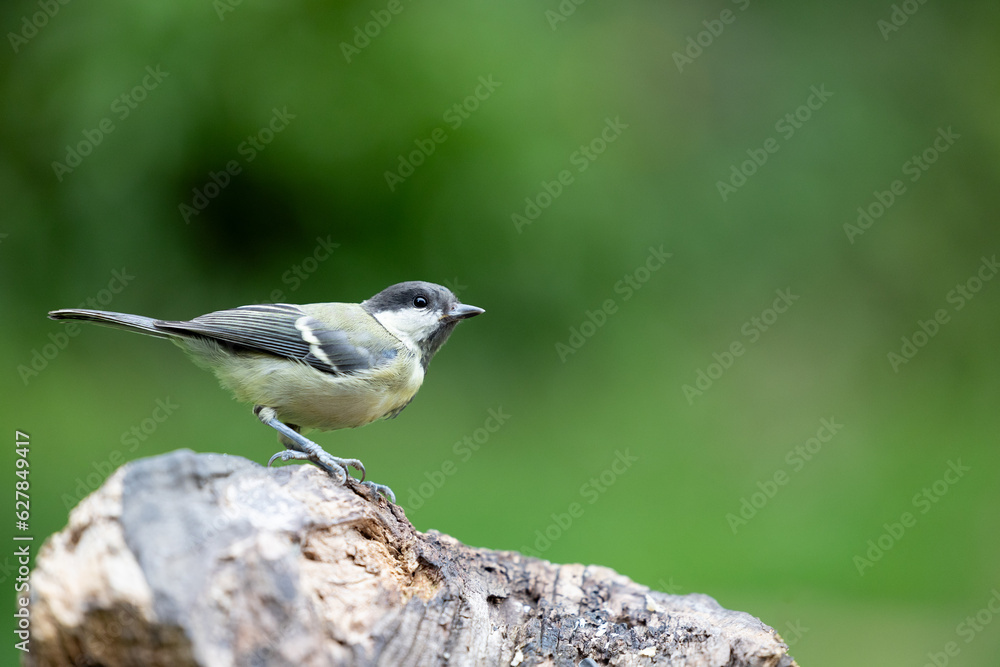 Great Tit (Parus major) in summer. Perched on wood with a natural green foliage background - Yorkshire, UK, July, Summer Great Tit (Parus major) in summer. Perched on wood with a natural green foliage background - Yorkshire, UK, July, Summer