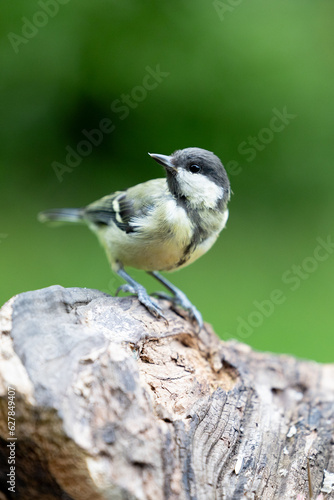 Great Tit (Parus major) in summer. Perched on wood with a natural green foliage background - Yorkshire, UK, July, Summer