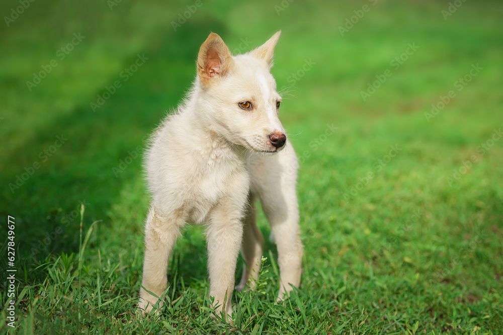 Cute and alert white puppy sitting in lush green grass. Cute and alert white puppy sitting in lush green grass.