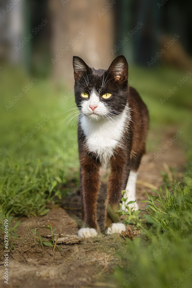 Young white and black cat walking in green summer garden.