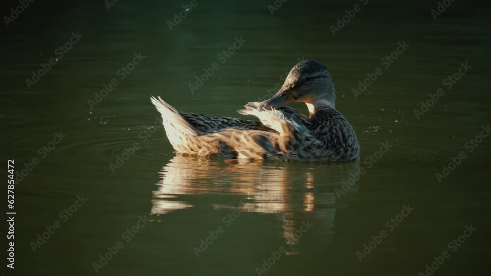 Duck in super slow motion. Duck cleaning itself during a sunny day. Duck close-up. Duck in wildlife on a river. Duck in super slow motion. Duck cleaning itself during a sunny day. Duck close-up. Duck in wildlife on a river.