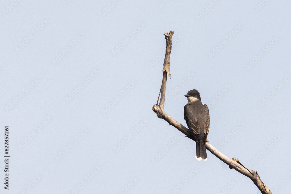 eastern kingbird (Tyrannus tyrannus) in summer eastern kingbird (Tyrannus tyrannus) in summer
