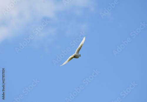 a white dove flies against a blue cloudless sky