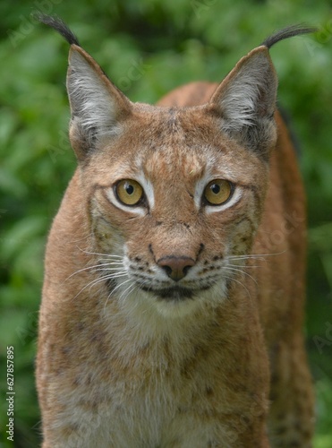 close-up portrait of a wild lynx
