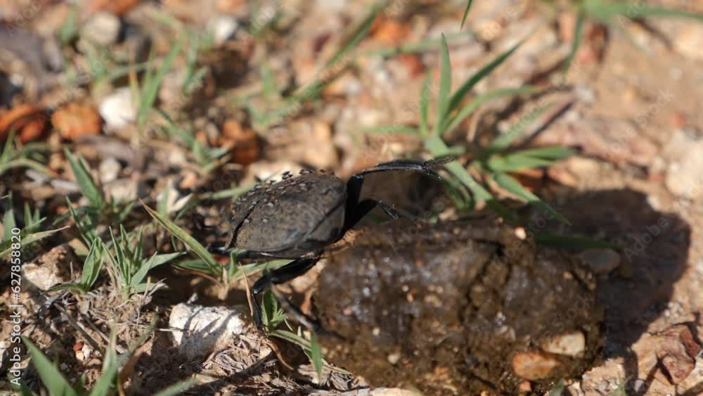 Dung beetle rolling dung in a slow motion in Africa. Closeup of Geotrupes stercorarius. High quality FullHD footage Dung beetle rolling dung in a slow motion in Africa. Closeup of Geotrupes stercorarius. High quality FullHD footage