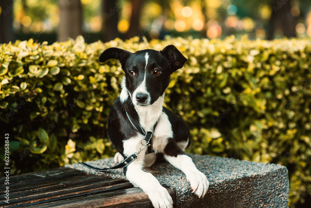 A cute, funny dog sitting on a park bench. Close-up. A mongrel dog, a dog without breed. Black and white color