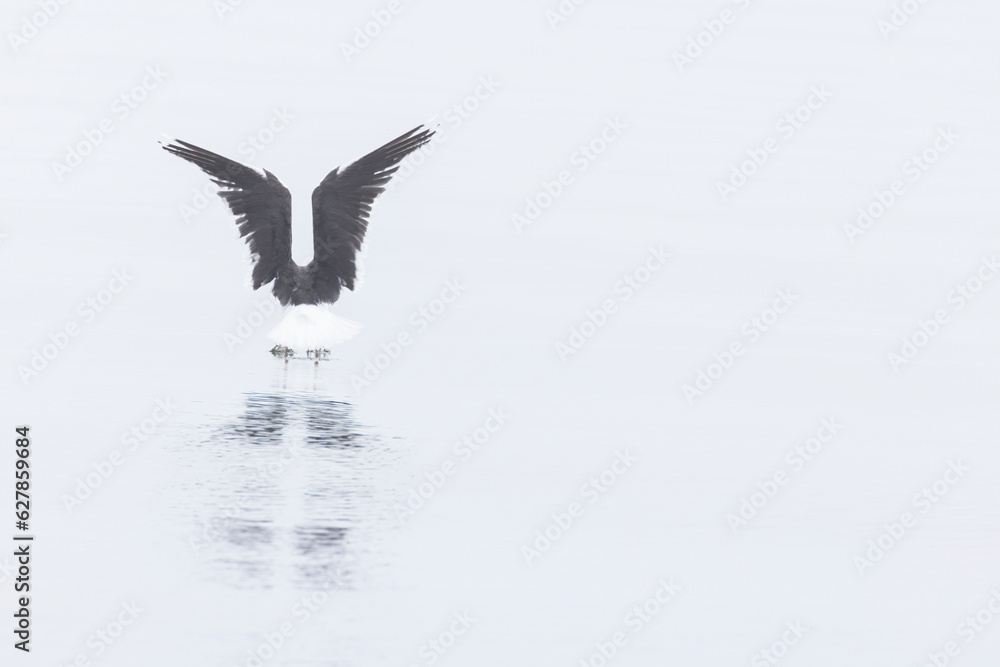 Obraz premium great black-backed gull (Larus marinus)