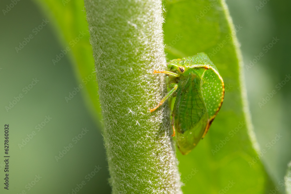 buffalo treehopper (Stictocephala bisonia) macro shot buffalo treehopper (Stictocephala bisonia) macro shot