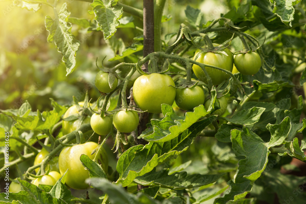 Green organic tomatoes on tomato vegetable plant with leaves close up growing in garden in sunlight