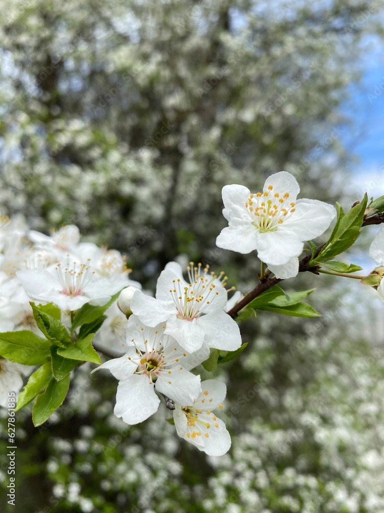 Obraz premium flowers 