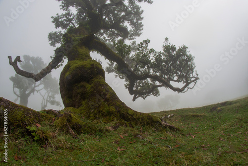 Laurel tree in a foggy forest. Highlands. The tree is a woman. Fanal forest in Madeira.
