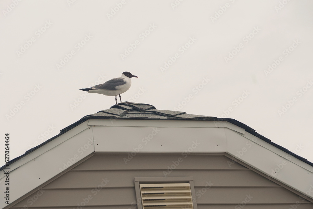 Seagull Perched Upon Light Gray Woodboard Peak Against the Sky Seagull Perched Upon Light Gray Woodboard Peak Against the Sky