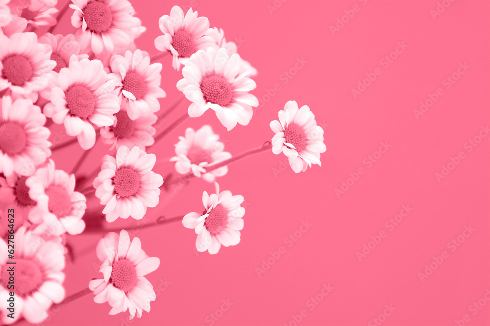Chamomiles bouquet on light pink-red background. Greeting card with small white chrysanthemums for summer holidays with place for text. Repainted in trendy Viva Magenta color of the year 2023.