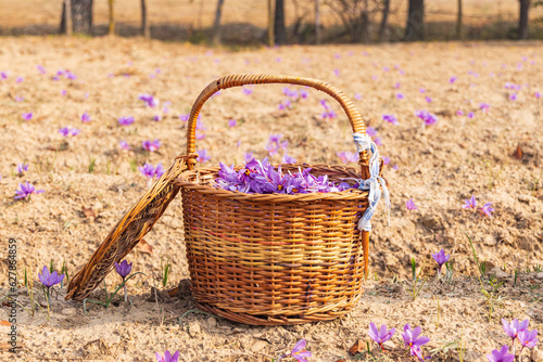 A basket of saffron crocus flowers in a field in Jammu and Kashmir. photo