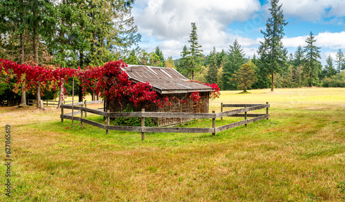 Old Cottage With Red Vine. Salt Spring Island, British Columbia, Canada. 