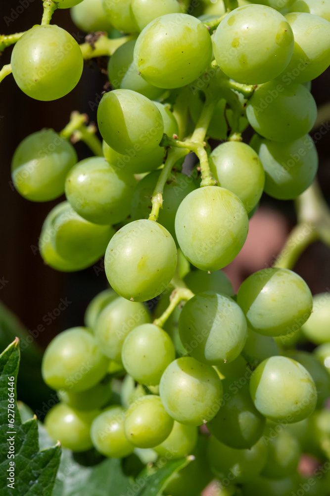 Riesling white wine grapes plant growing on hilly vineyard in Germany unripe grapes close up Riesling white wine grapes plant growing on hilly vineyard in Germany unripe grapes close up