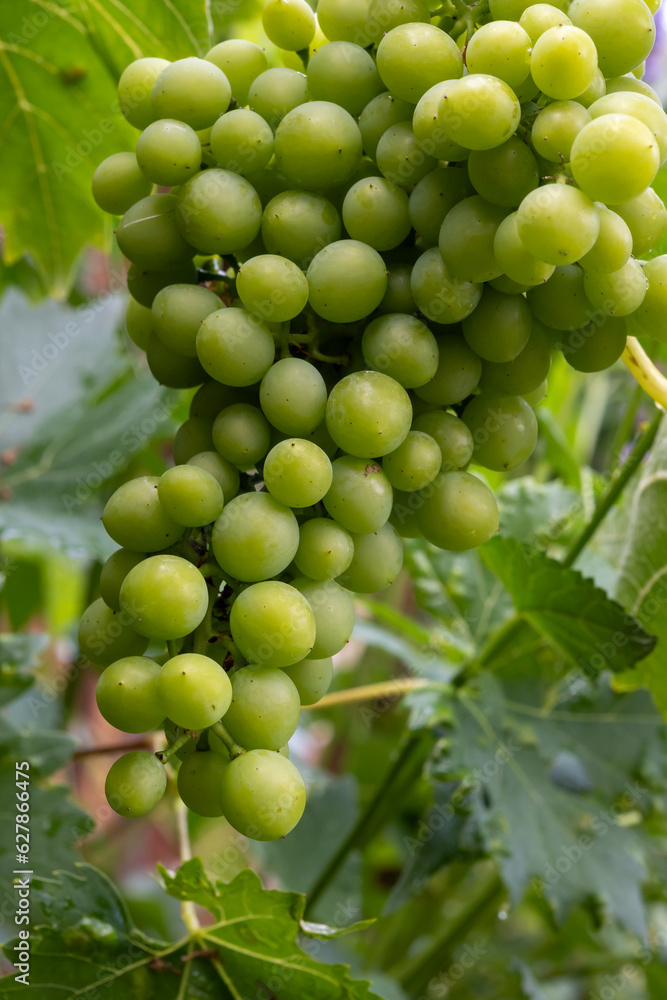 Riesling white wine grapes plant growing on hilly vineyard in Germany unripe grapes close up Riesling white wine grapes plant growing on hilly vineyard in Germany unripe grapes close up