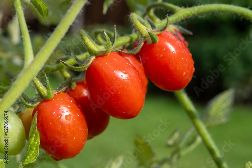 Long red italian datterini pomodori tomatoes growing in greenhouse, used for passata, pasta and salades photo