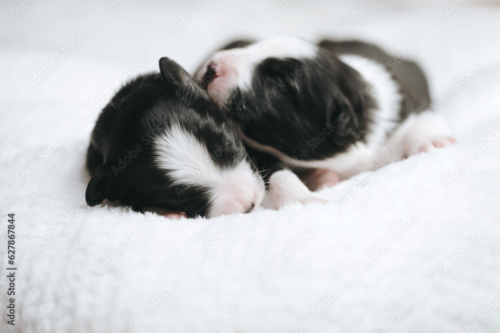 Newborn border collie puppies. Two puppies sleep next to each other. Newborn border collie puppies. Two puppies sleep next to each other.