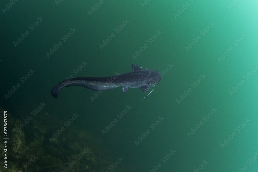 Wels catfish is near the surface. Silurus glanis during dive in the
