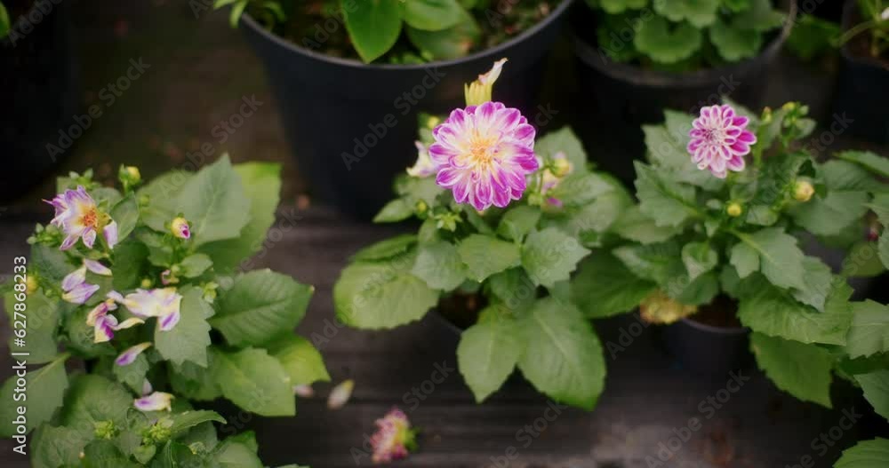 Fresh Pink Flowering Plants In Greenhouse. Fresh Pink Flowering Plants In Greenhouse.