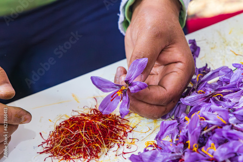 Pistils from saffron crocus flowers in Jammu and Kashmir.