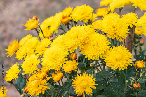 Yellow flowers in a formal garden.