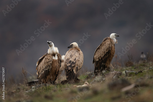 Griffon vultures are sitting in the Rhodope mountains. Gyps fulvus are looking for food. Massive brown bird with white head who eats carcass. European nature. 