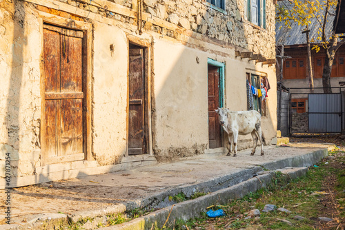Fototapeta Naklejka Na Ścianę i Meble -  A cow outside of homes in Kashmir.