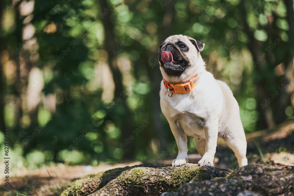 The pug dog stands leaning on a tree trunk in the forest