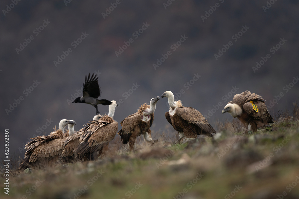 Fototapeta premium Griffon vultures are sitting in the Rhodope mountains. Gyps fulvus are looking for food. Massive brown bird with white head who eats carcass. European nature.