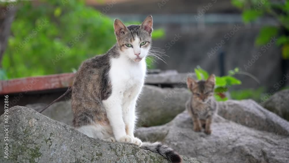 Slow motion view two cats perched on a rocky ledge