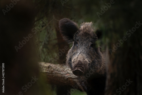 Wild boar is looking from behind the tree. Wild pig in the forest. European nature during spring season. 