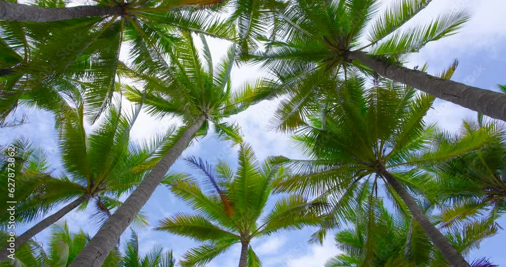 4K DCI 4096x2160p Nature video Bottom view sunshine in leaf coconut tree nature tree sunshine sunlight background High quality video 4K ProRes 4K DCI 4096x2160p Nature video Bottom view sunshine in leaf coconut tree nature tree sunshine sunlight background High quality video 4K ProRes