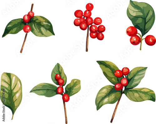Coffee plants clipart, isolated vector illustration.
