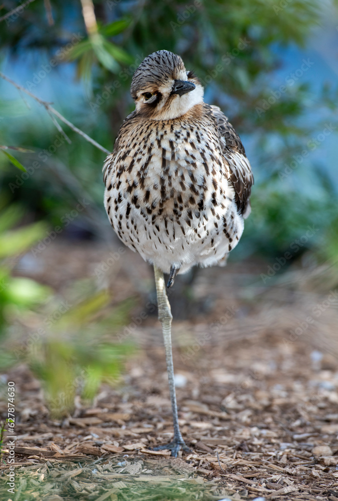 Fototapeta premium Bush stone curlew or bush thick knee bird.